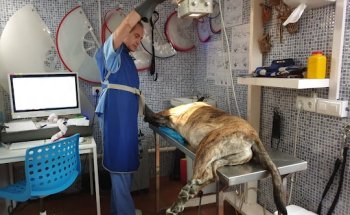 Clinica Veterinaria Echevarría