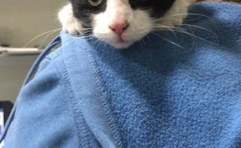 Clínica Veterinaria Jardín de Málaga