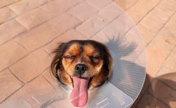 Clínica Veterinaria Málaga