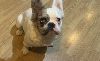 Clinica Veterinaria Ciudad Jardín - Jungle Vets