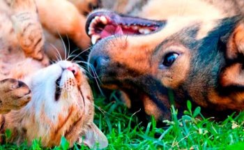Aeropuerto Clínica Veterinaria