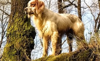 Clínica Veterinaria Gatikan