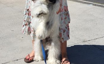 Clinica Veterinaria Tierklinik Costa Adeje