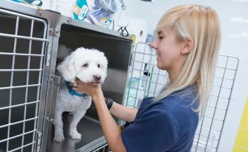 Dingo Clínica Veterinaria Tenerife sur