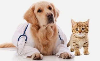 Vet Express Centro Veterinario