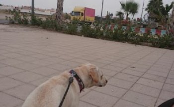 Acupuntura Veterinaria Granada