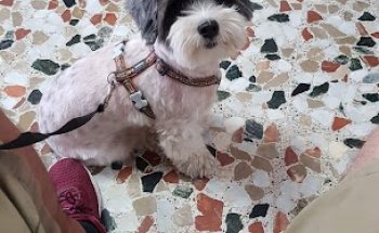 Clínica Veterinaria Agave