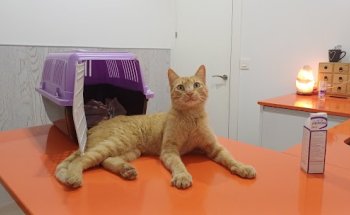 Clínica Veterinaria DurCan