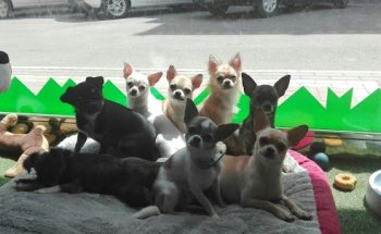 Centro Veterinario Águilas