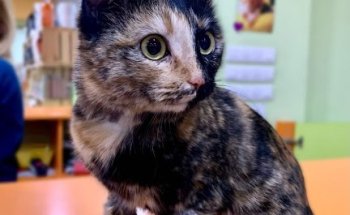 Hospital Veterinario La Rueda