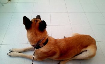 Clínica Veterinaria Bahía