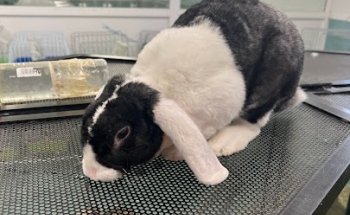 Clinica Veterinaria Petiberia