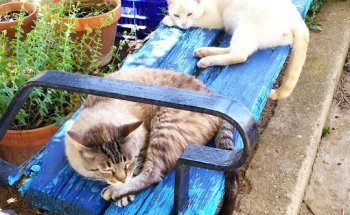 Centre Veterinari Espai Animal