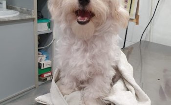 Centro Veterinario Algemesí