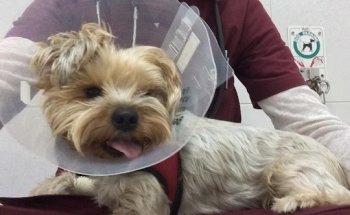 Centro Veterinario Algete