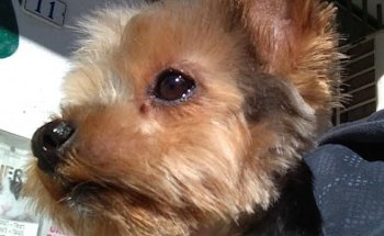 CLINICA VETERINARIA EL CIGARRAL S.L.