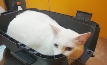 Clínica Veterinaria Cachorros