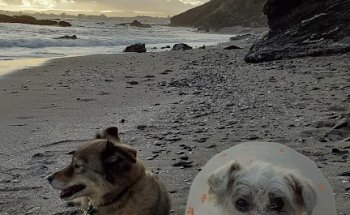 Centro Veterinario 4 Patas