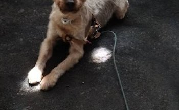 Clínica Veterinaria Torre del Mar