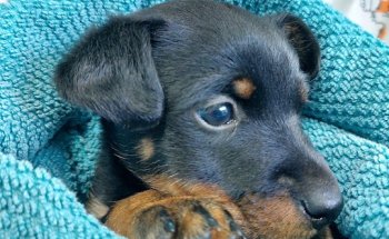 CLINICA VETERINARIA AXARQUIA