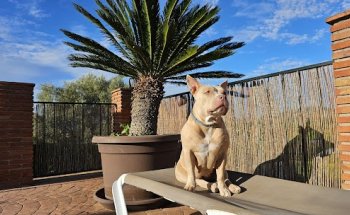 Centro Veterinario Isabel Ortega
