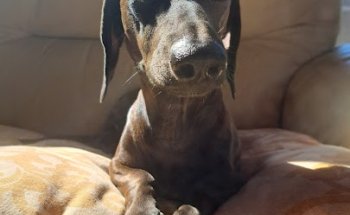 Hospital Veterinario Lauro