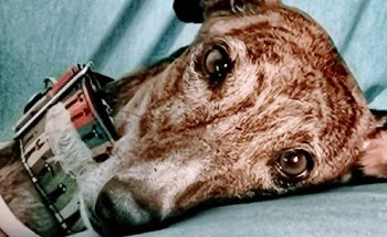 Clínica Veterinaria Seisdedos