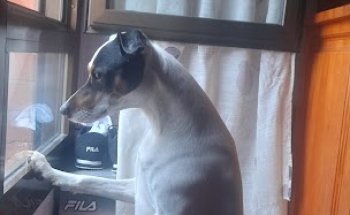 Clínica Veterinaria Lupa's