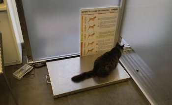 Centre Veterinari Almassora