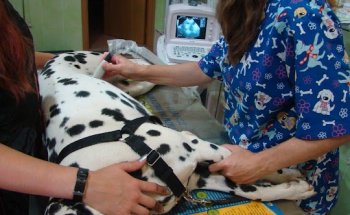 Clínica Veterinaria Cliveal