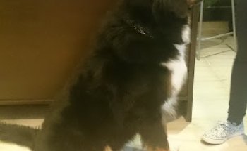 CLINICA VETERINARIA ALMENDRALEJO TUCÁN