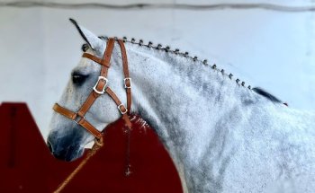 Centro de reproduccion equina Millan