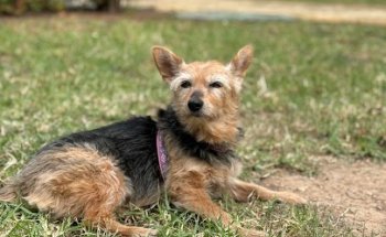 Clínica Veterinaria La Pau