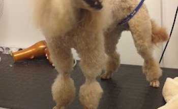 Clinica Veterinaria Medivet Altea