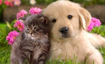 Alzivet Clínica Veterinaria