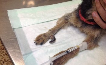 Consulta Veterinaria Ribergan S L