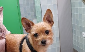 Clínica Veterinaria Vetéritas