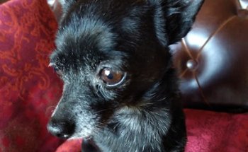 Clínica Veterinaría León - Antequera