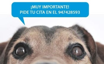 Clínica Veterinaria Gran Danés