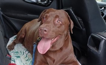 Centro Veterinario El Portichuelo