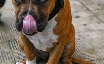 Julia Piñeiro, etóloga veterinaria