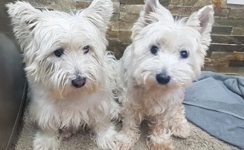 Clínica Veterinaria Arucas