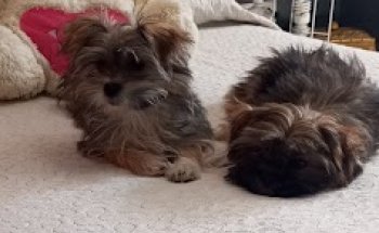 Puntovet Servicios Veterinarios SL