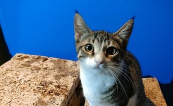 Clínica Veterinaria Ayamonte