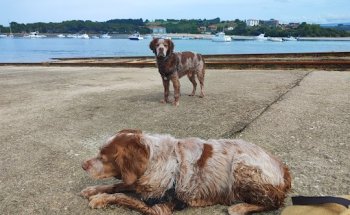 Centro Veterinario Henares (Azuqueca)