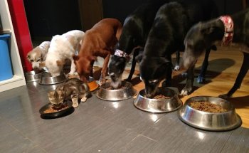 Centro Veterinario Samoyedo