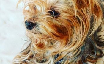 clinica veterinaria 1001