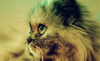 Centro Veterinario Albéitar