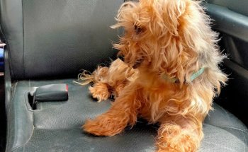 Clínica Veterinària Blanes