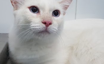 Clinica Veterinaria 4 Vents